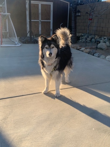 Alaskan Malamute – Alaskan malumute needs new home!!:( free