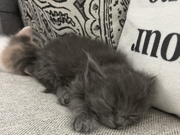 Kitten ready in two weeks! – Anderson