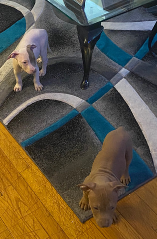 American Pit Bull Terrier – a good home for them