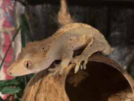 Crested Gecko – Crested gecko (ENCLOSURE AND EVERYTHING INCLUDED) – Leicester