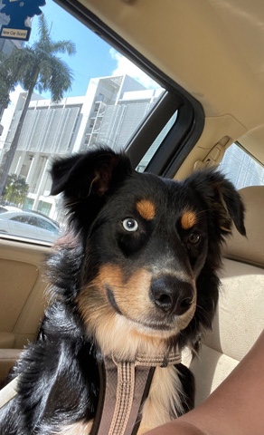Rottweiler – Max Rehome