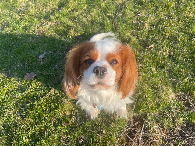 Cavalier King Charles Spaniel – Charlie
