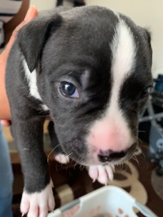 American Pit Bull Terrier – Bully pitbull mix