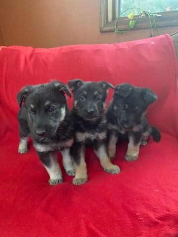 German Shepherd – German Shepherd puppies