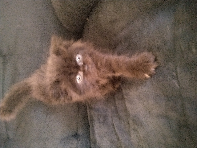 Persian kittens