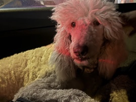 Poodle – standard female poodle – Los Angeles