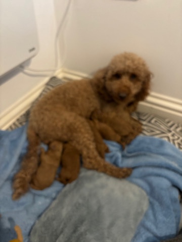 Poodle – miniature red poodle