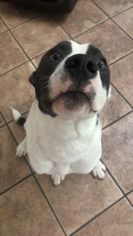 American Pit Bull Terrier – Enzo