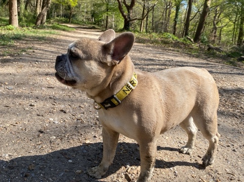 French Bulldog – Female French Bulldog – Surbiton