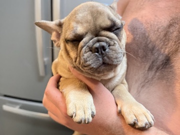 French Bulldog – frenchies – Warner Robins