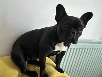 French Bulldog – 9 Month old French bulldog – Liverpool