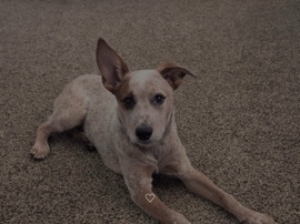 Australian Cattle Dog – red healer puppy – Claremore