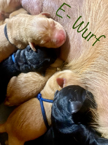 Labrador Retriever – Labrador Welpen Duale Linie- Exklusiv Körzucht