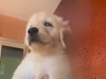 Golden Retriever – golden retriever for sale – Saligao