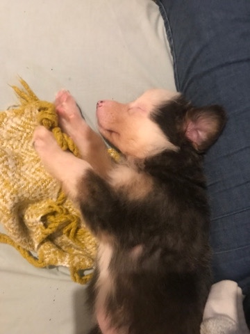 German Shepherd – German shepherd cross collie