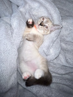 snowshoe Siamese babies