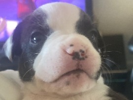 Others - 4 gorgeous frenchbulldog x italian greyhound puppies 3girls 1  boy available for adoption in London