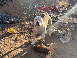 American Pit Bull Terrier – Blue nose pit – Fort Worth