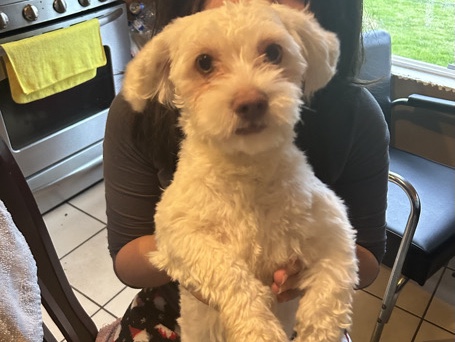 Shih Tzu – Free dogs – Fresno