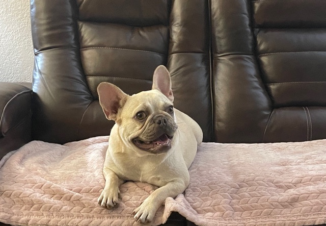 French Bulldog – Coco Fawn Female Frenchie Bulldog