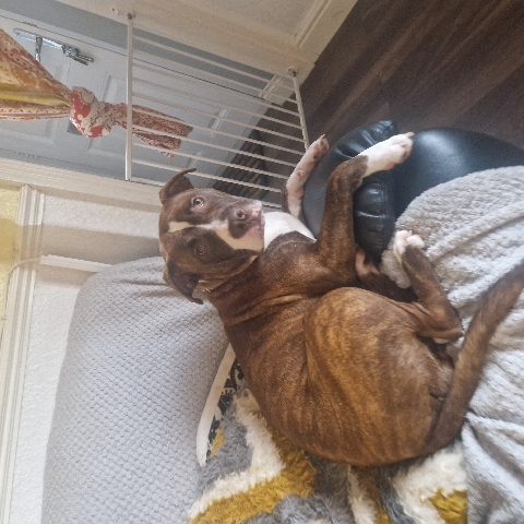 English Mastiff – female mastiff cross XL bully