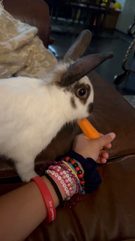 rabbit