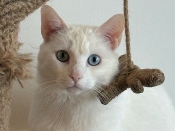🏡Loving home needed for Lua – Hoschton