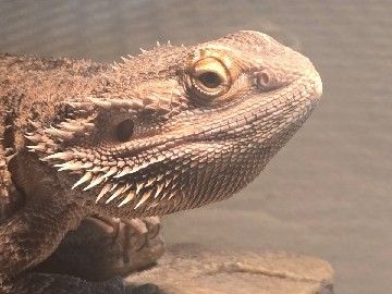 Lizard – Bearded Dragon (Adult) – Columbus