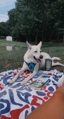 White Shepherd – Rehoming my baby Pal