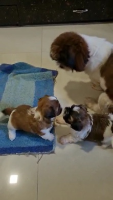 Shih-Tzu