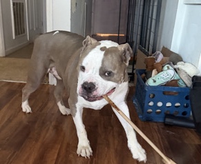 American Pit Bull Terrier – xl bully – Hickory