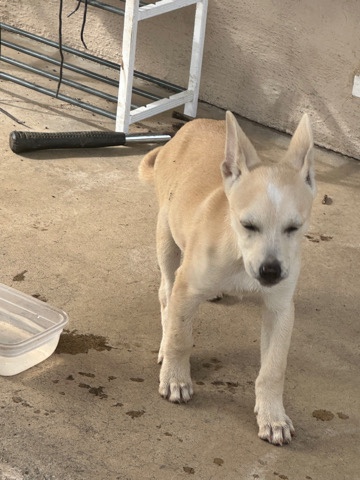 Labrador Husky – Husky lab