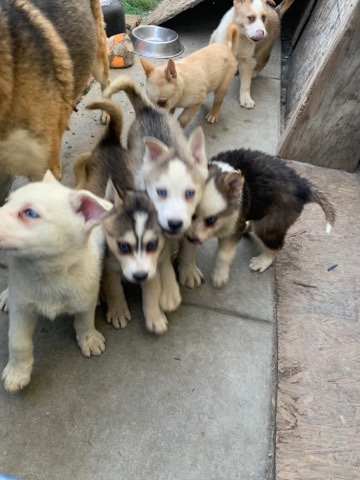 Siberian Husky – husky