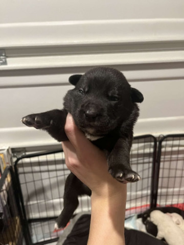German Shepherd – 8 pitbull sheperd puppies