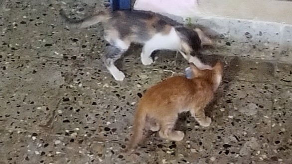 Kittens for Sale/Adoption