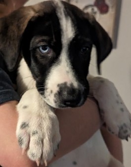 Catahoula Cur – Siberian Husky x Catahoula Puppies Available