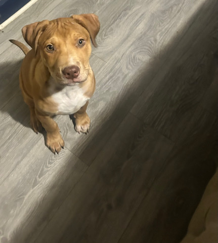 American Staffordshire Terrier β amstaff