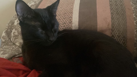 free cats