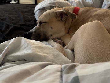 Boxer – Rehoming my sweet boy – Savannah