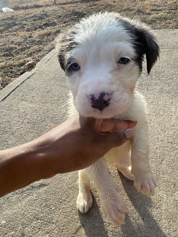 American Pit Bull Terrier – 8 week old puppies
