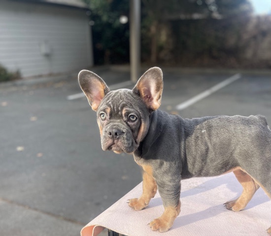French Bulldog – Puppy French bulldog