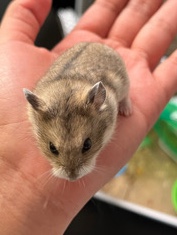 Roborovski Dwarf Hamster