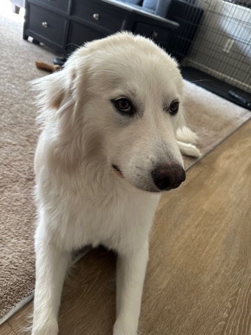 Great Pyrenees – Great Pyrenees Named Dougie