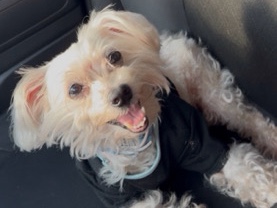 Maltese – mochi – Houston