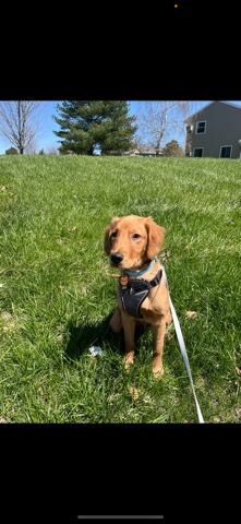 Golden Retriever – golden retriever