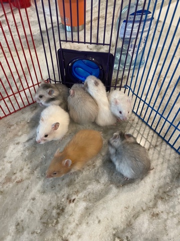 Any – Free Hamsters