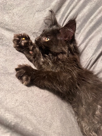 Maine Coon β Maine **** kittens π¦