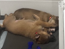 German Shepherd – Urgent! German Shepard Puppies- 3 months old – Youngstown