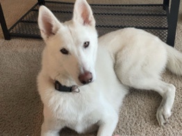 Siberian Husky – Female Husky For Sale – Leander