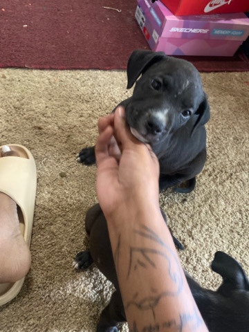 Brown and Black Pitbull Puppies